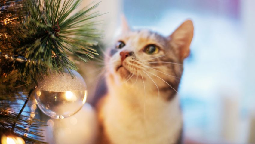 Pest-Proofing Your Christmas Tree