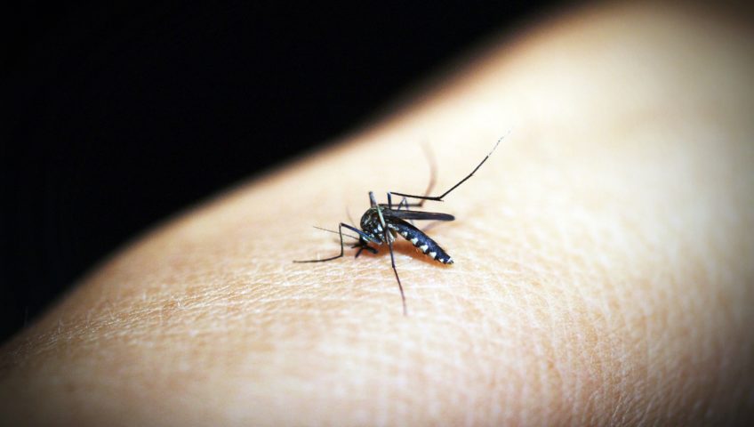 How do you get rid mosquitos