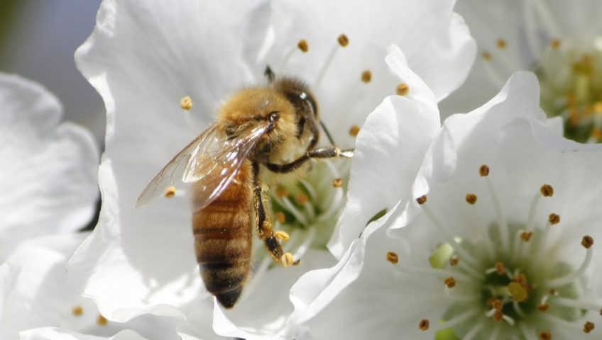 Are honeybees dying out?