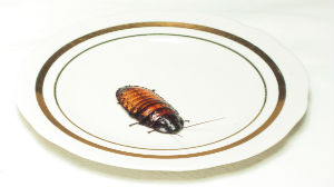bedbug exterminator in san antonio