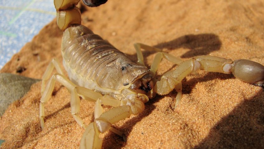 How to keep scorpions out of your house