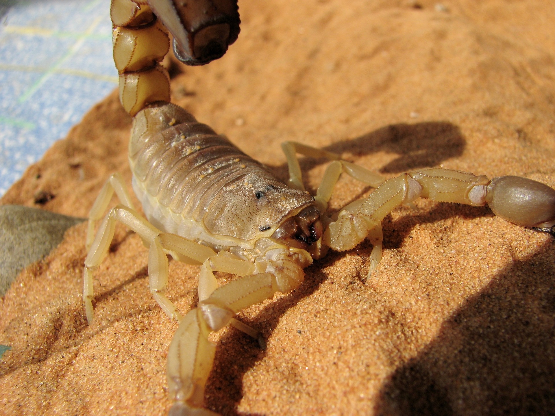 Hot, Dry Summer Has Scorpions In Texas Heading Indoors - Texas A&M Today