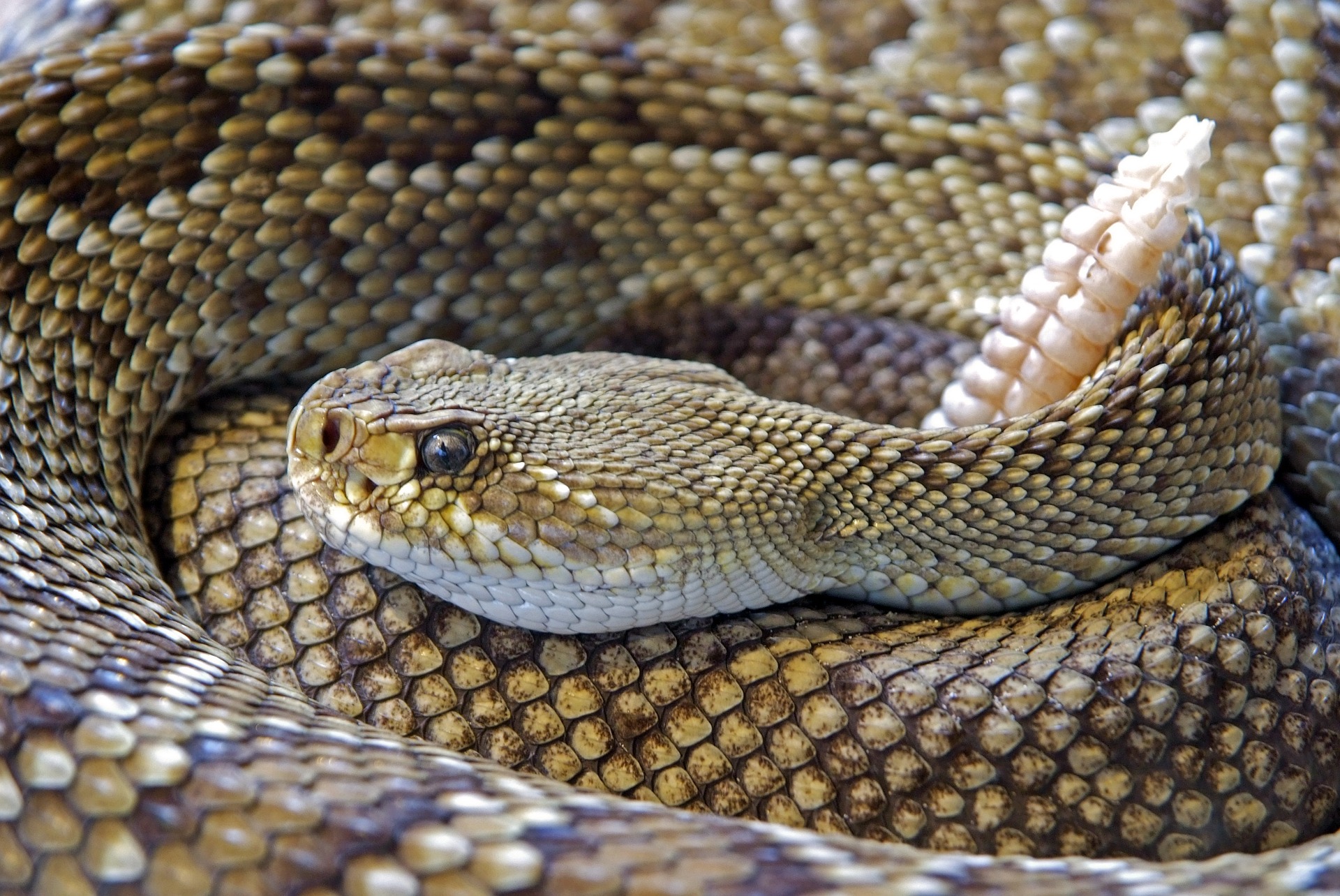 Winter Habits of Snakes - Apple Pest Control