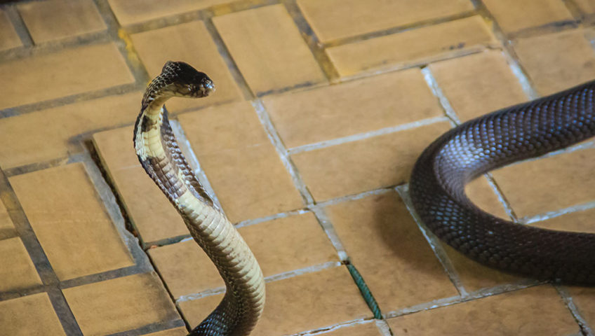 What To Do If You Find A Snake In Your Home - Apple Pest Control