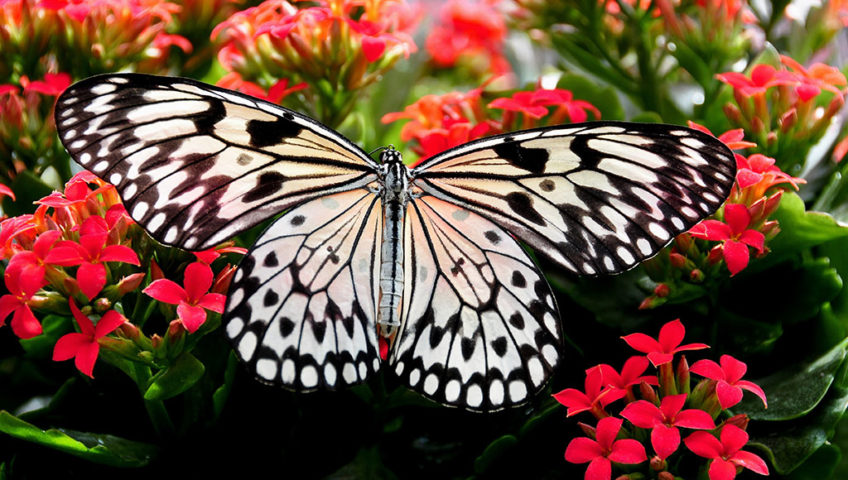 close up of black and white buttefly sitting on plant with little red flowers