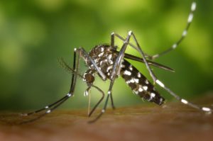 tiger mosquito, mosquito control