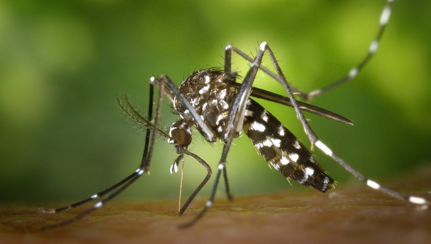 tiger mosquito, mosquito control