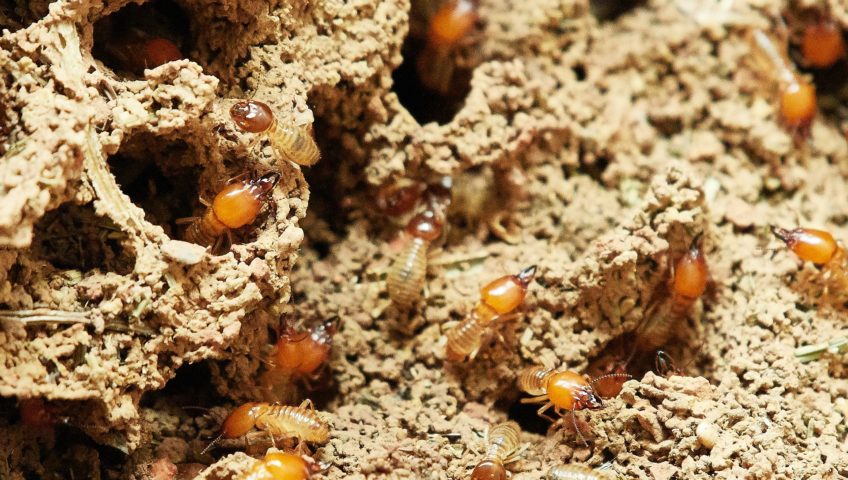 termite control