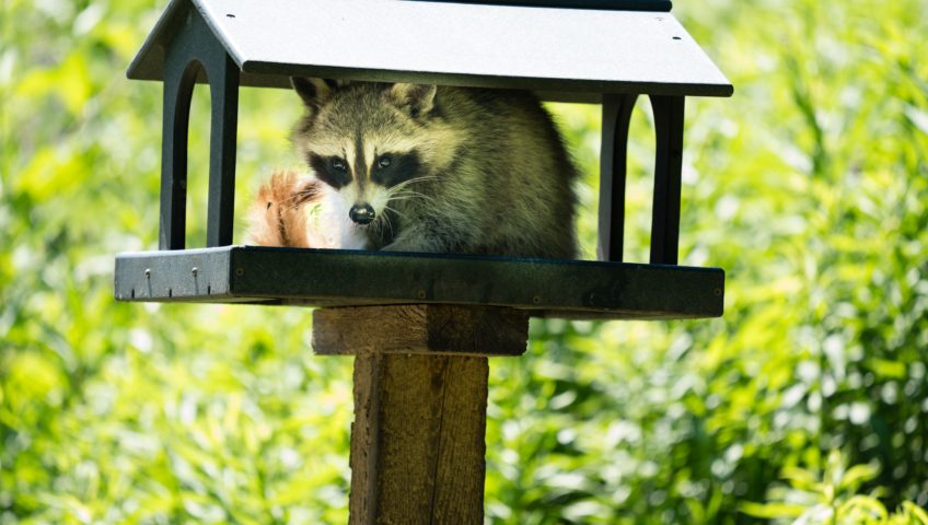 4 Natural Raccoon Deterrents - Apple Pest Control