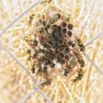 closeup of bees creating a nest on a wire fence
