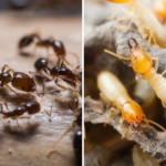 Ants vs Termits