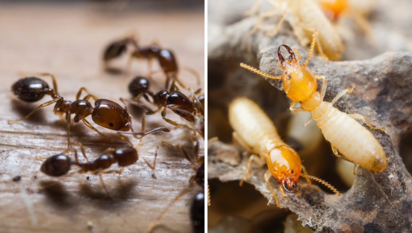 Ants vs Termits
