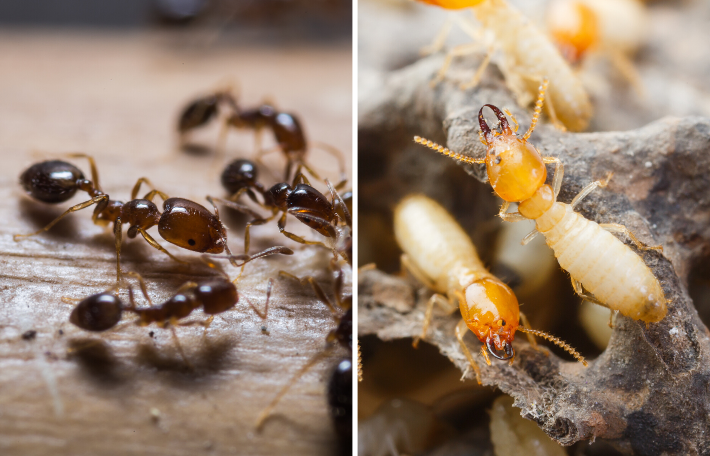Termites vs Ants: What you should know - Apple Pest Control