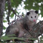 An adult opossum perched on a tree branch with several baby opossums clinging to its back