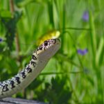 Snake Removal