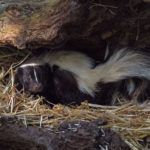 Skunk Smell Removal