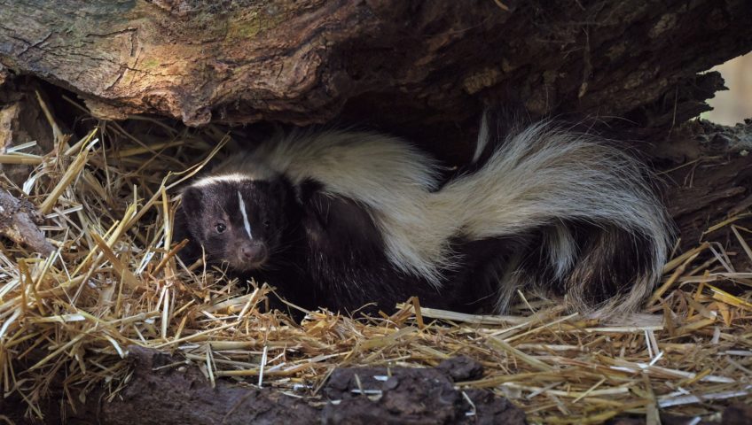 Skunk Smell Removal