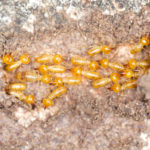 pest infestation