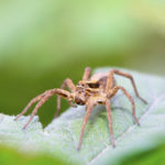 spider safety tips