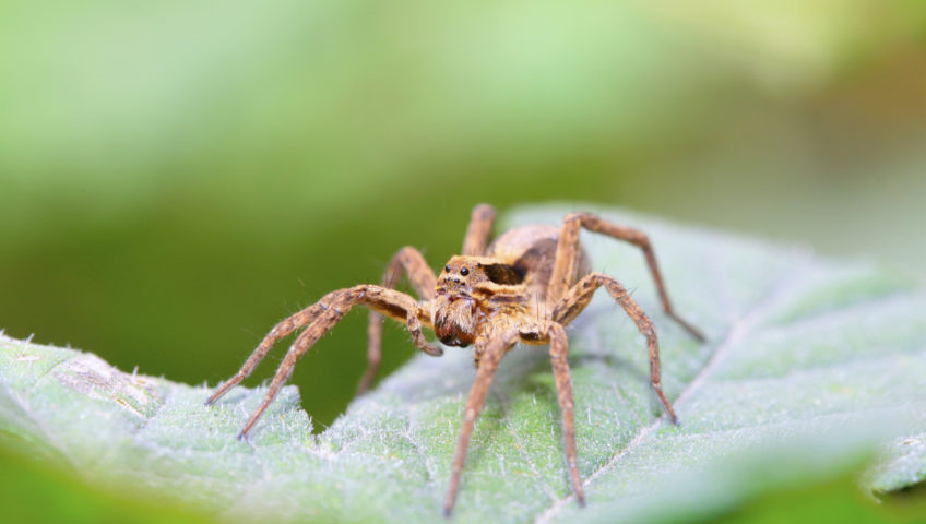 Wolf Spider  Pest Information & Prevention Tips