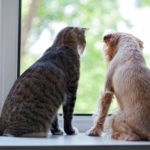 common pet pests