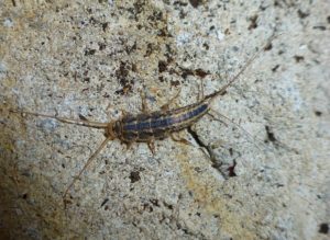silverfish on stone