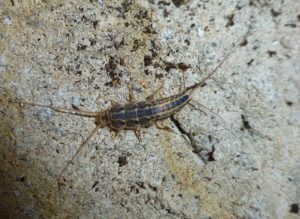 silverfish on stone