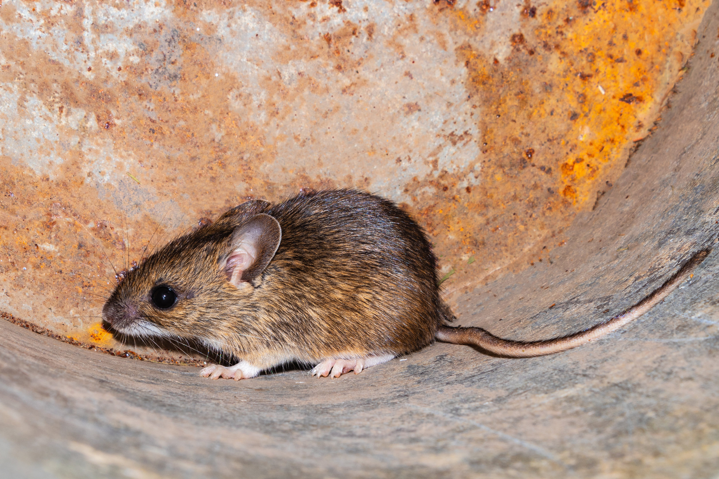 5 Pests That Seek Warmth Apple Pest Control