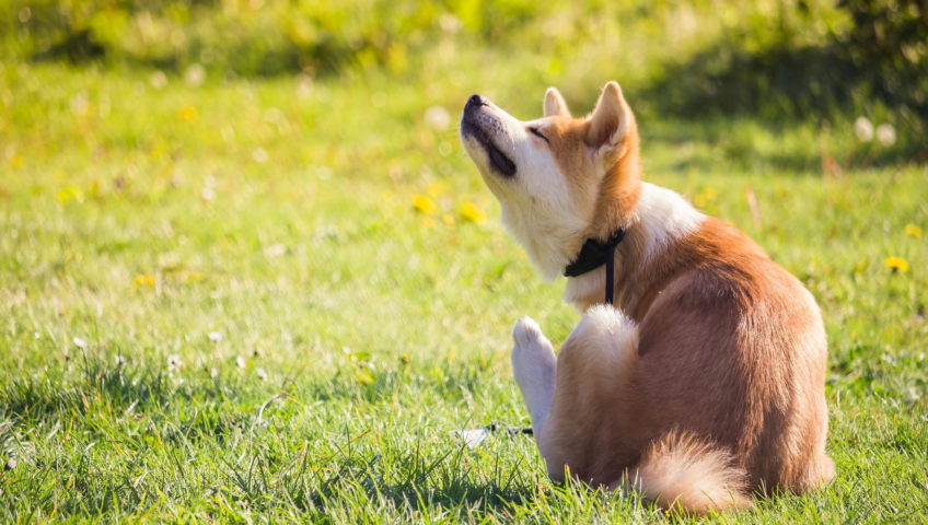 dog sitting in the grass scratching himself