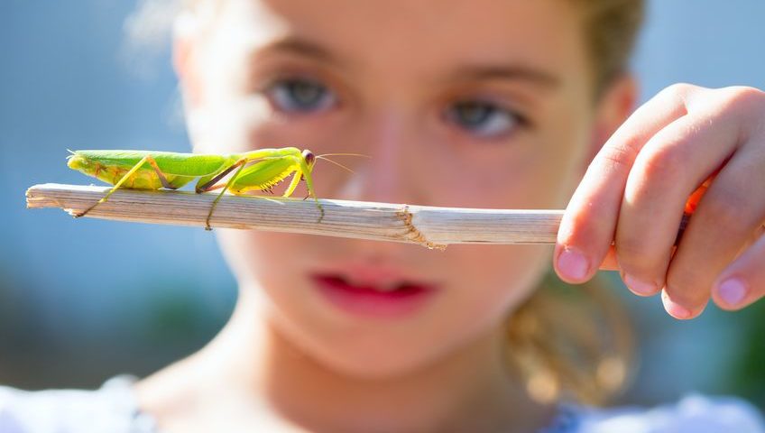 little girl holding a praying mantis on a stick