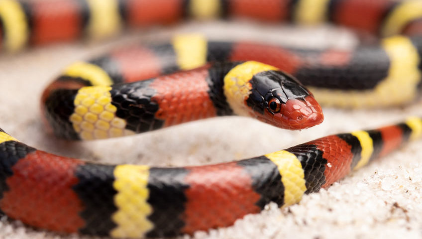 dangerous scarlet kingsnake