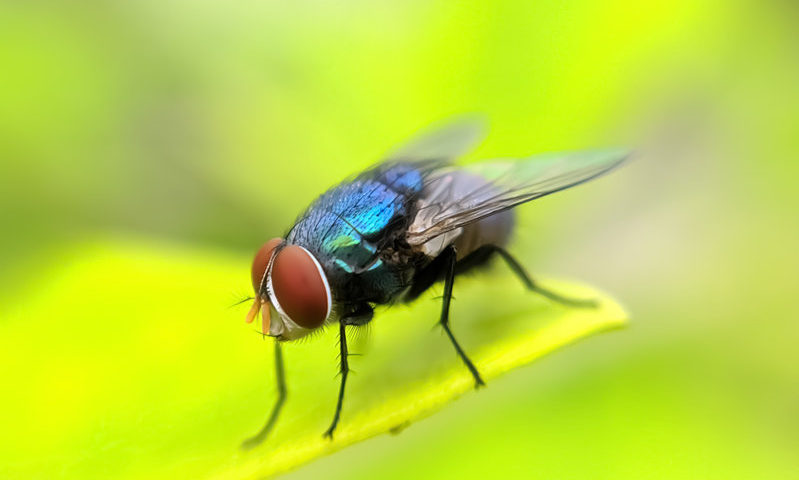 up close photo of a fly sitting on a leaf