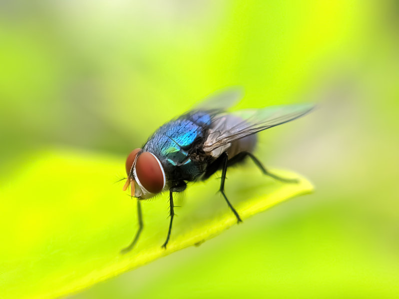 Fly Repellent: Where, When, and How to Use It in Summer 2022