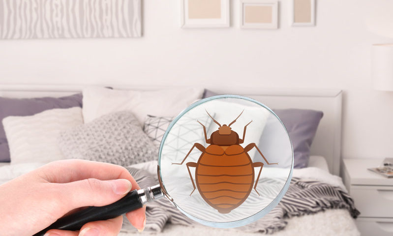 magnifying glass being used to find bed bugs