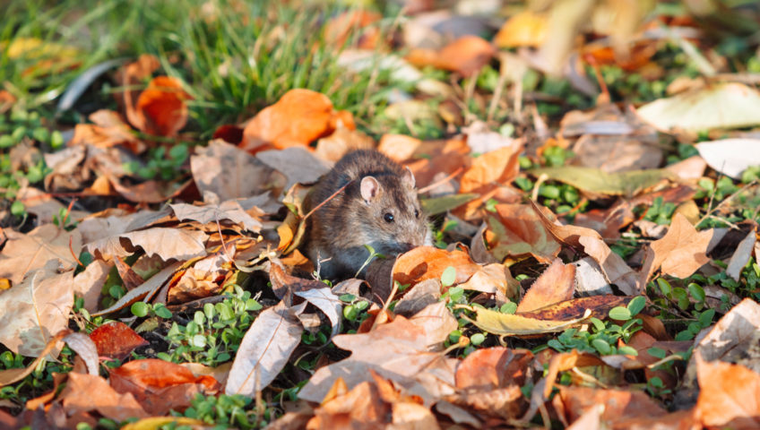 mouse sitting in a group of fallen leaves