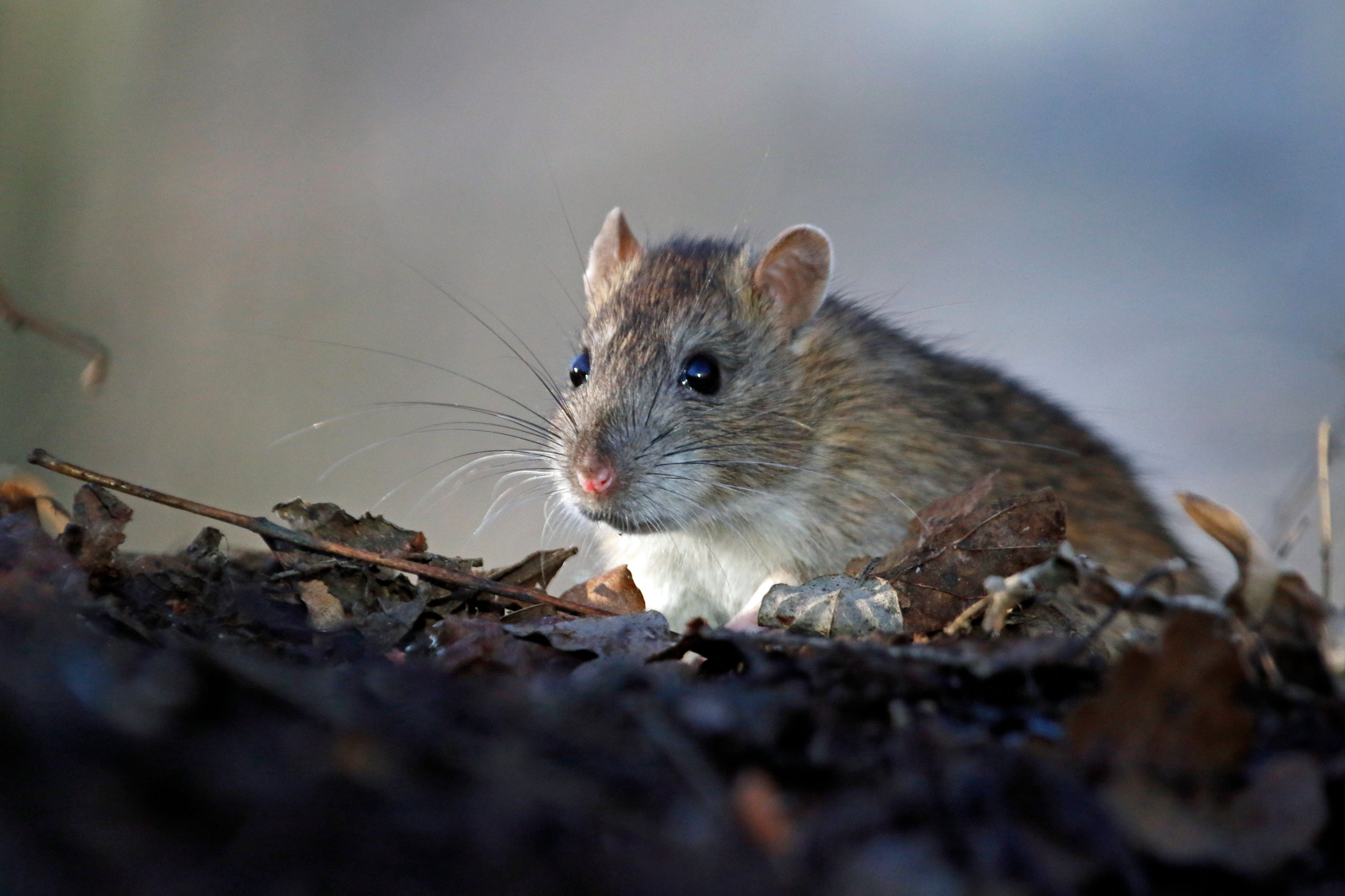 Rodent Control Apple Pest Control San Antonio