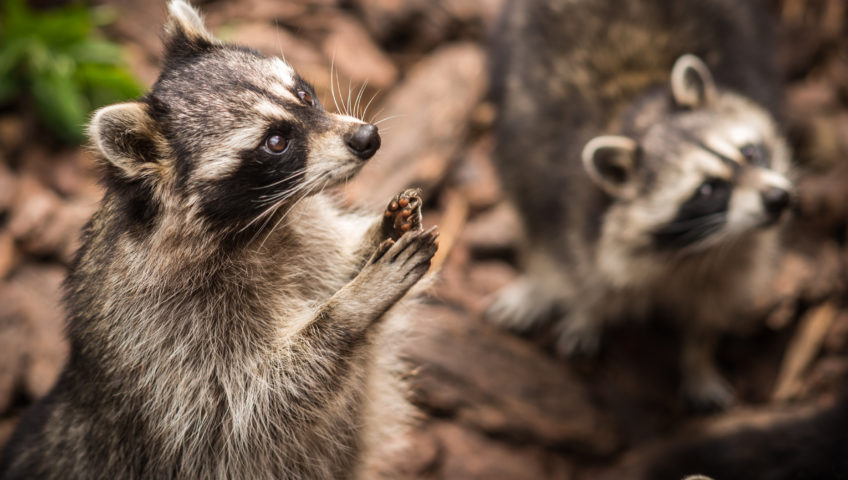 racoons looking for food