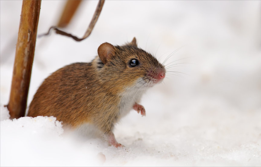 Winter Rodent Control in San Antonio Apple Pest Control