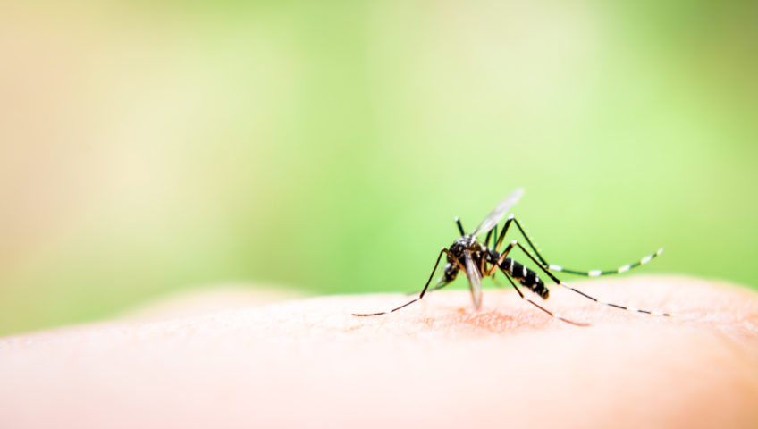 mosquito prevention, San Antonio pest control, bug repellent
