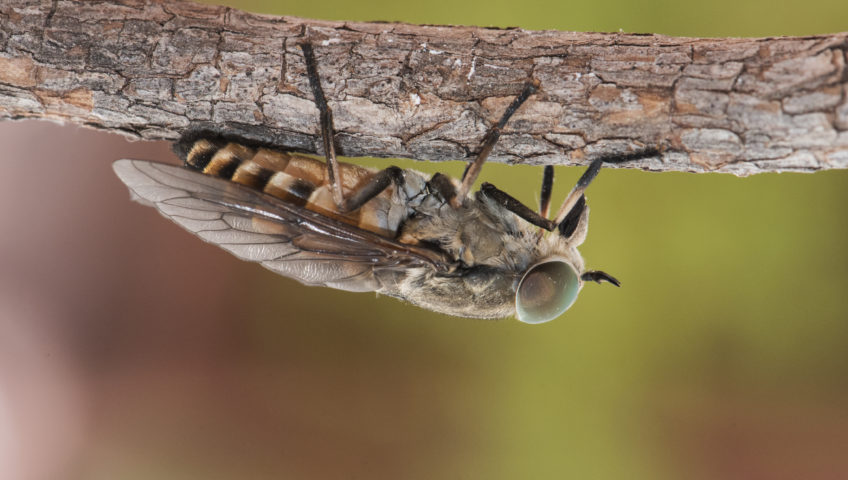 questions about horseflies