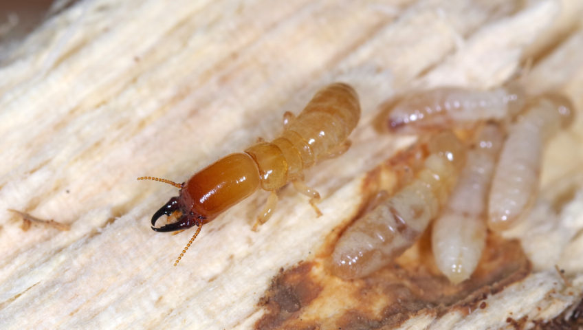 termite control options