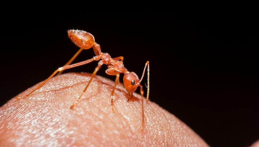 fire ant on finger