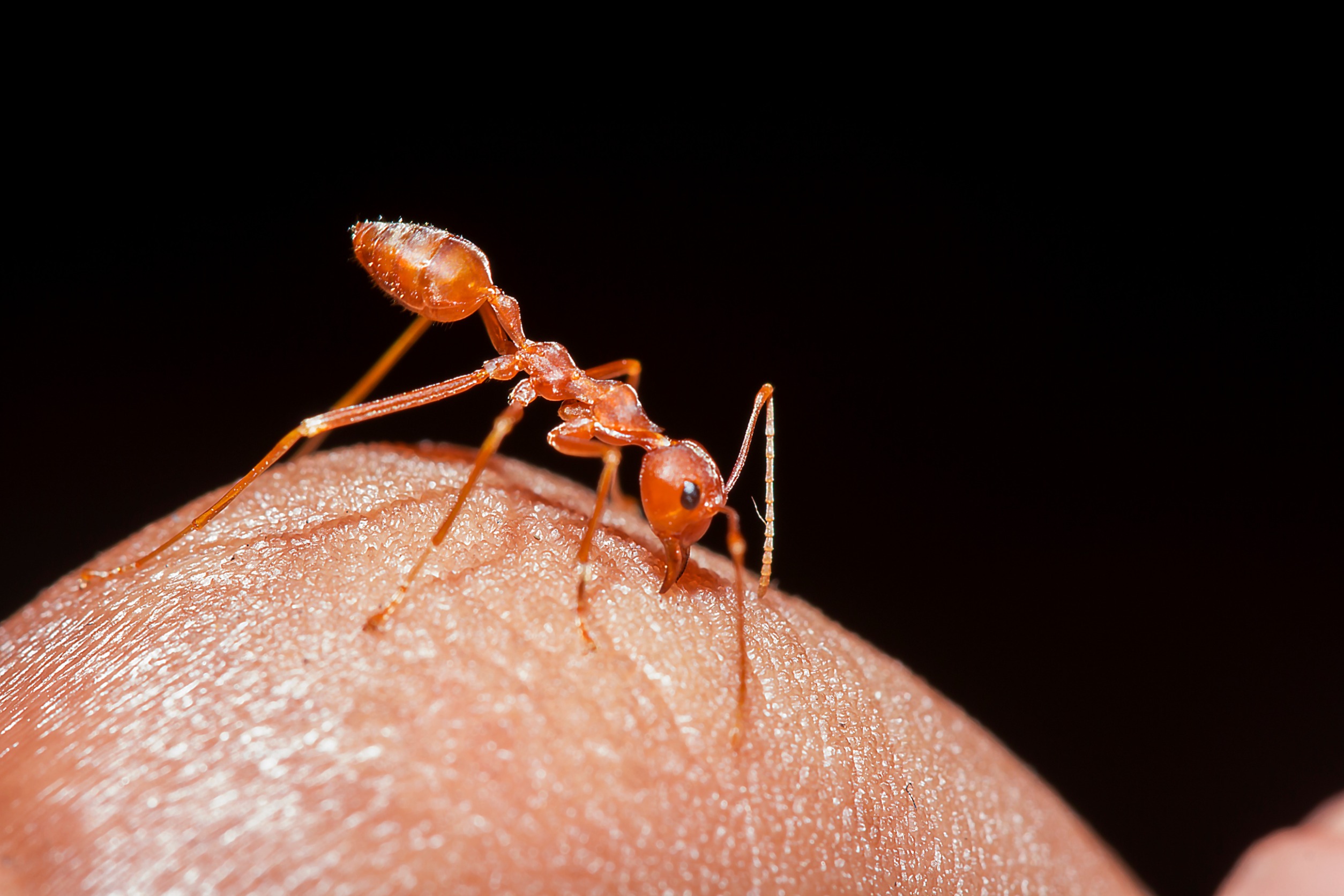 Ant Bites: Symptoms, Treatment, Prevention & Pictures