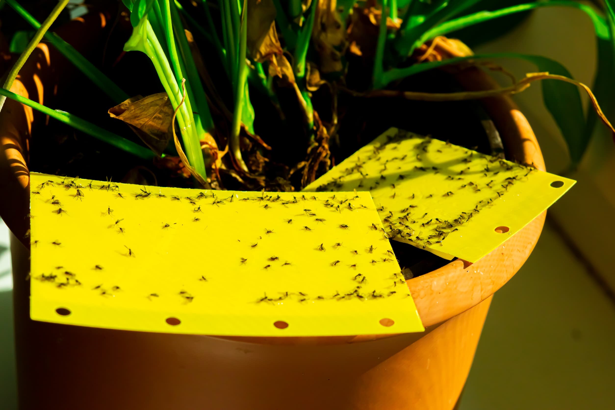 How to Get Rid of Gnats - The Best Household Remedy