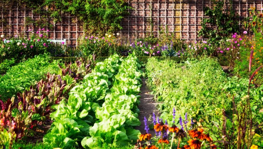 home garden filled with green plants and other vegetables