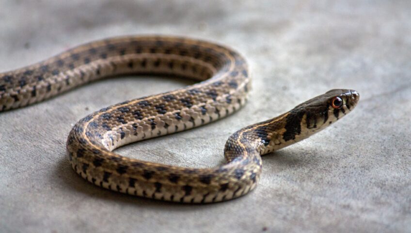 snake slithering on the floor