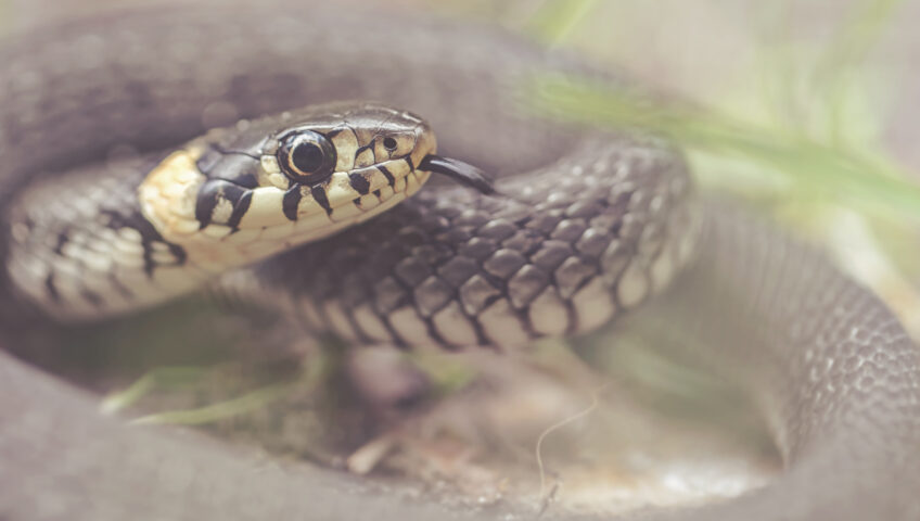 close up of Grass snake curled up with tongue out