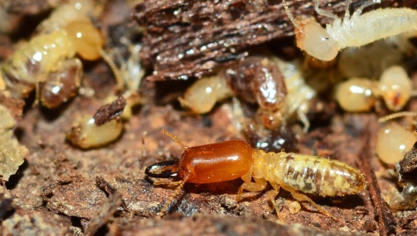 closeup of termites