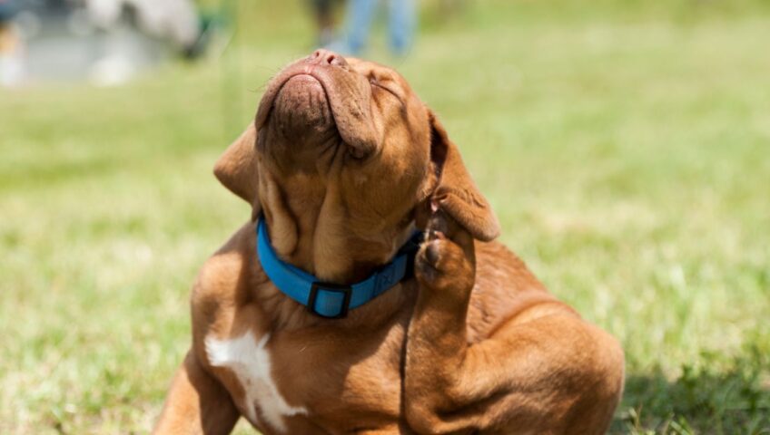 young brown puppy scratching his ear with hind leg because of fleas