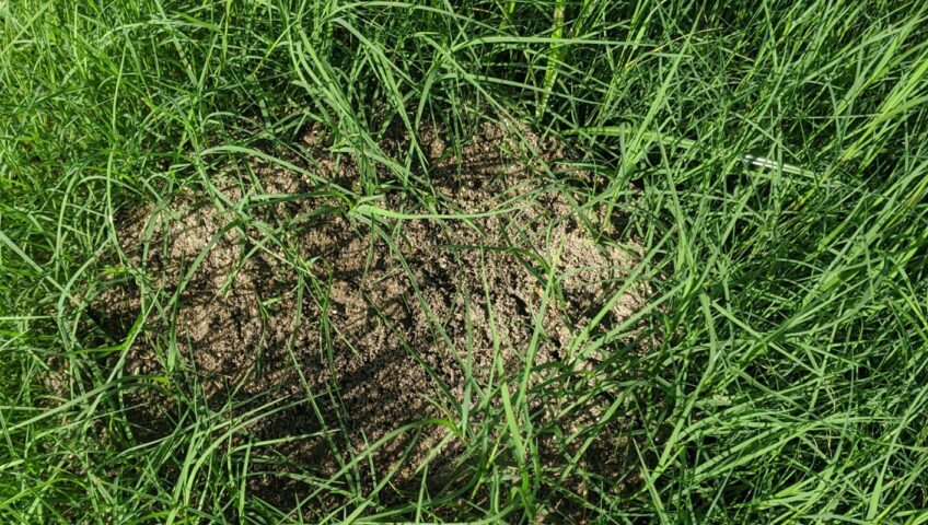 Close-up of a fire ant mound surrounded by tall green grass